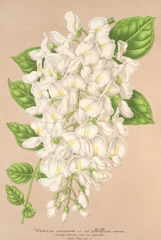 Wisteria sinensis DC. var. albiflora by Charles Antoine Lemaire, 1854-1896 — digital art print download