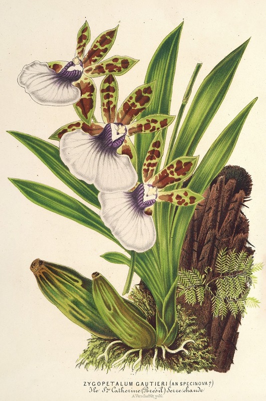 Zygopetalum Gautieri by Charles Antoine Lemaire, 1854-1896 — digital art print download
