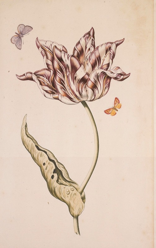 A Purple And White Tulip With Two Moths — Dutch School