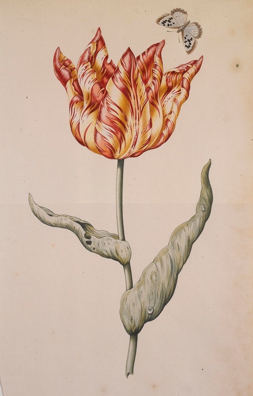 A Tulip With A Butterfly by Голландская школа — digital art print download