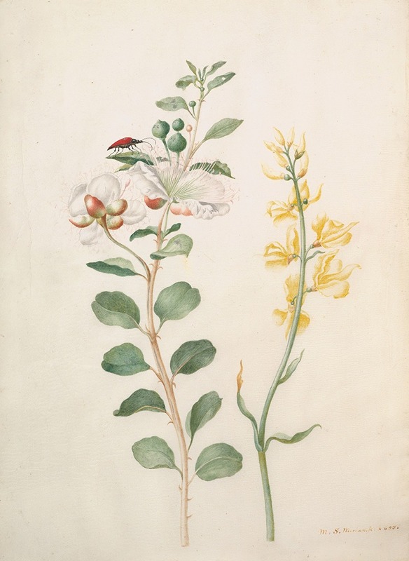 Study of Capers, Gorse, and a Beetle by Maria Sibylla Merian, 1693 — digital art print download