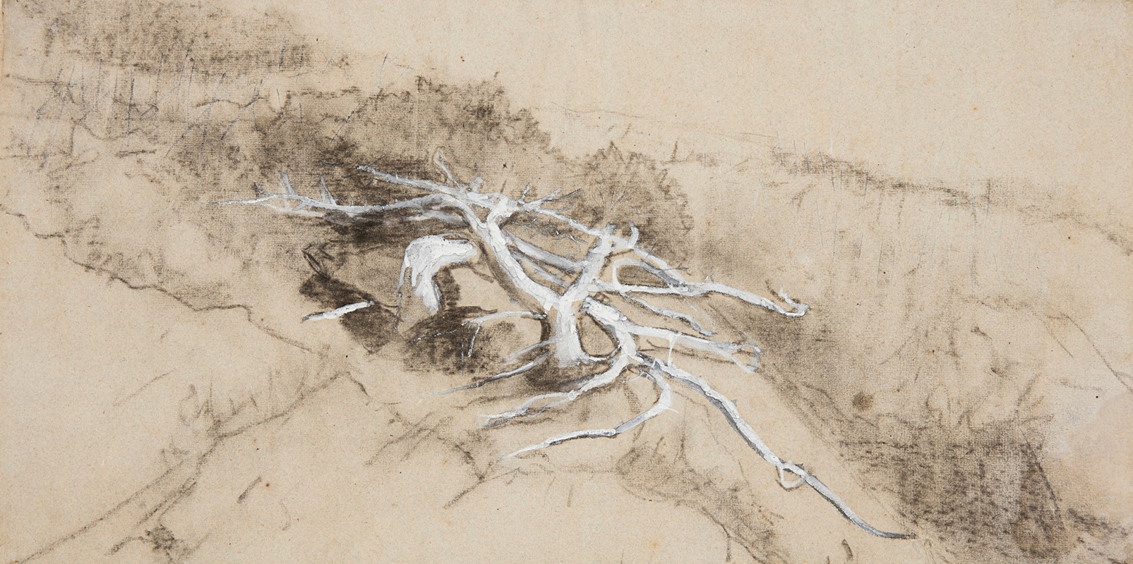 Tree Roots on a Hillside, Prout's Neck by Уинслоу Хомер, 1884 — digital art print download
