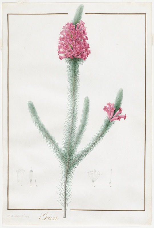 Erica Fulgida by Pierre-Joseph Redouté, 1813 — digital art print download