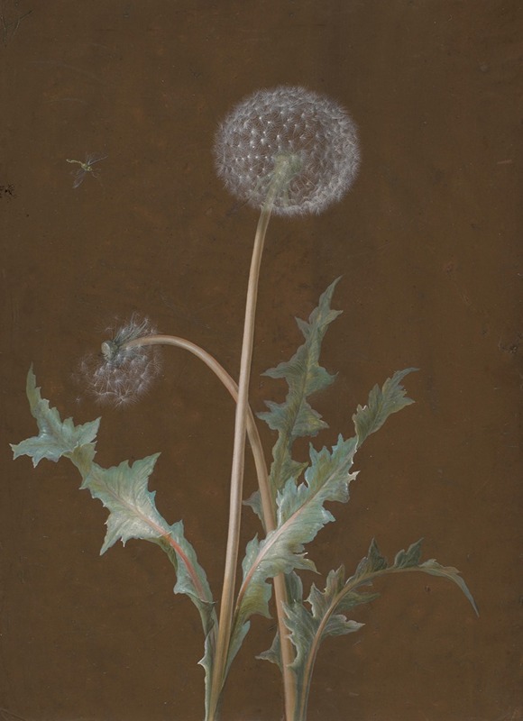 Dandelion by Barbara Regina Dietzsch — digital art print download
