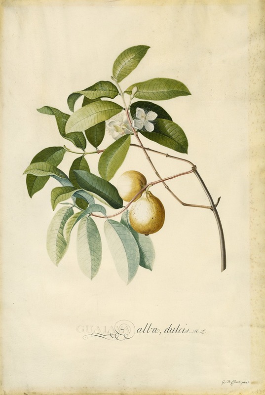 Guava by Georg Dionysius Ehret — digital art print download