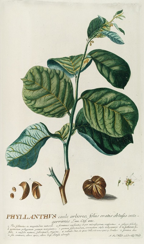 PhylIanthus by Georg Dionysius Ehret, 1750-1773 — digital art print download