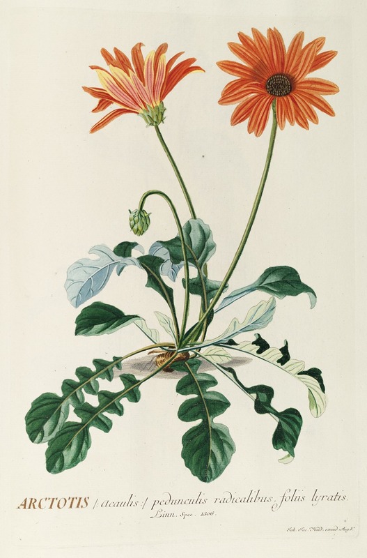 Arctotis by Georg Dionysius Ehret, 1750-1773 — digital art print download