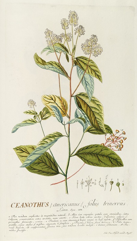 Ceanothus by Georg Dionysius Ehret, 1750-1773 — digital art print download