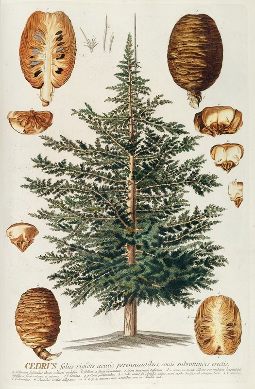 Cedrus III by Georg Dionysius Ehret, 1750-1773 — digital art print download