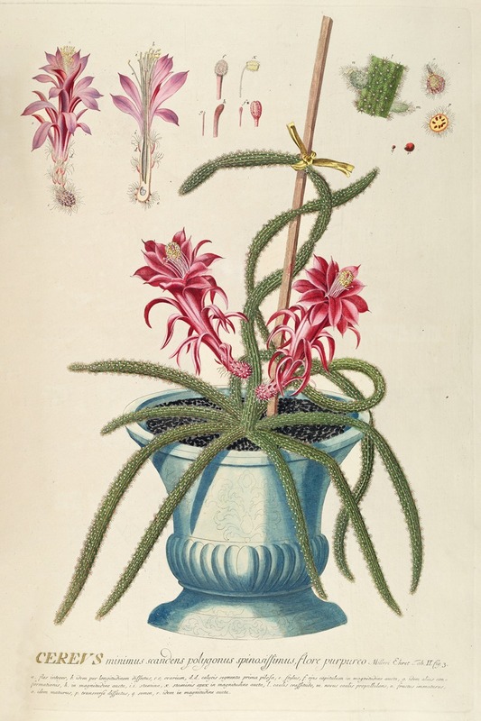 Cereus II by Georg Dionysius Ehret, 1750-1773 — digital art print download