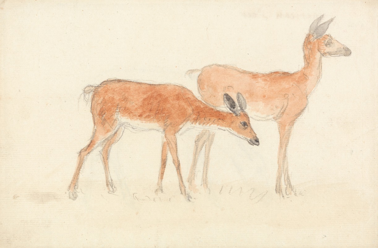 American Deer by Энтони Дэвис — digital art print download