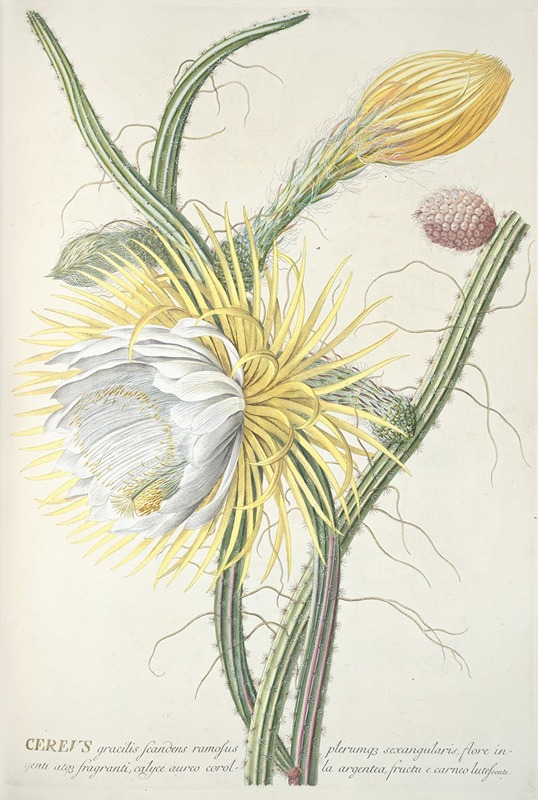 Cereus III by Georg Dionysius Ehret, 1750-1773 — digital art print download