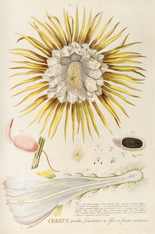 Cereus IV by Georg Dionysius Ehret, 1750-1773 — digital art print download