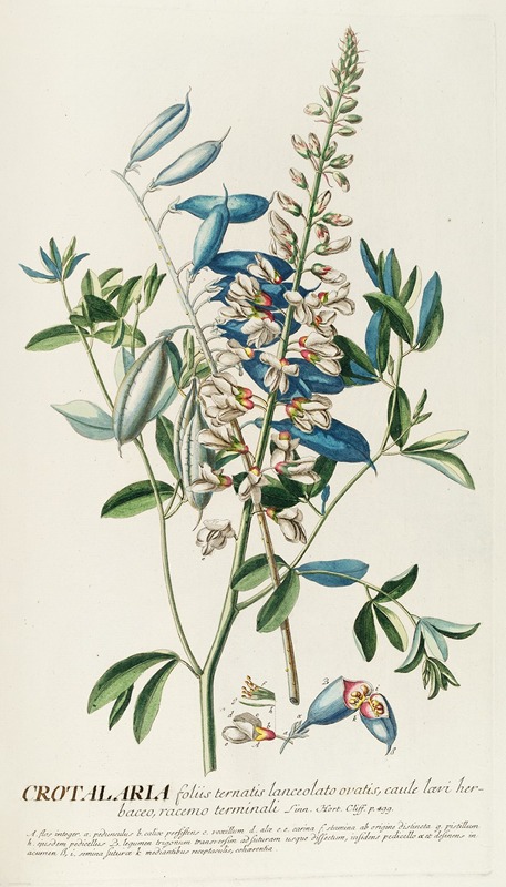 Crotalaria II by Georg Dionysius Ehret, 1750-1773 — digital art print download