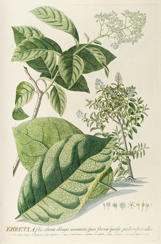 Ehretia by Georg Dionysius Ehret, 1750-1773 — digital art print download