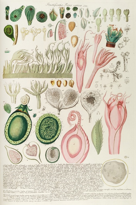 Ficus III by Georg Dionysius Ehret, 1750-1773 — digital art print download