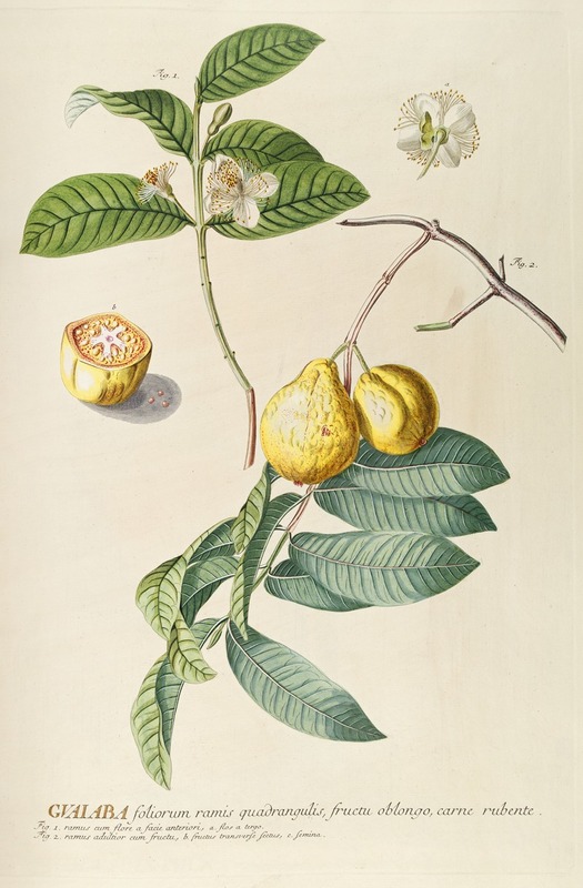 Guaiaba by Georg Dionysius Ehret, 1750-1773 — digital art print download