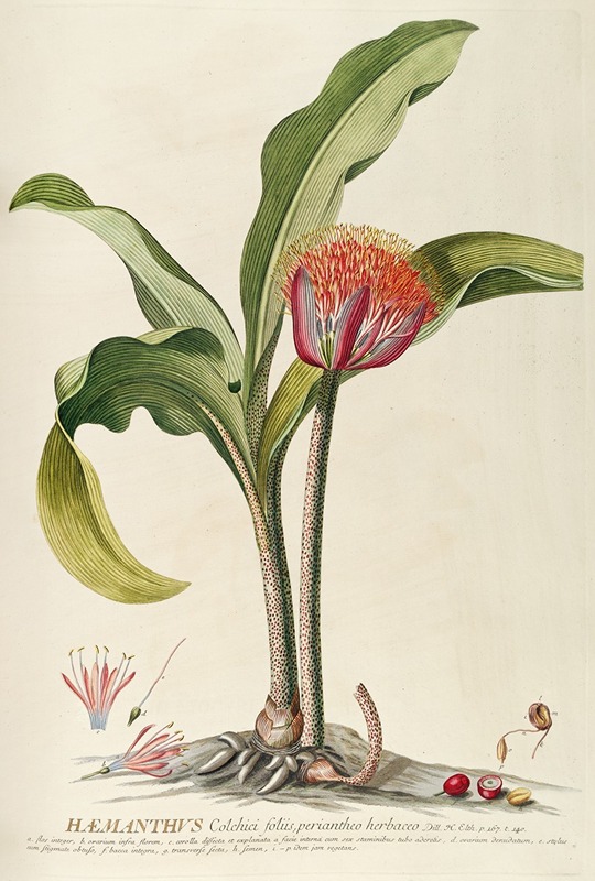 Haemanthus by Georg Dionysius Ehret, 1750-1773 — digital art print download