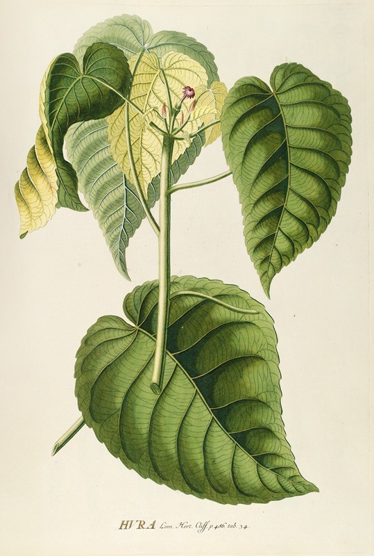 Hura by Georg Dionysius Ehret, 1750-1773 — digital art print download