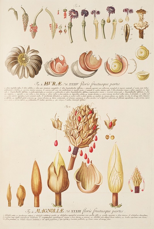 Hurae Magnoliae by Georg Dionysius Ehret, 1750-1773 — digital art print download