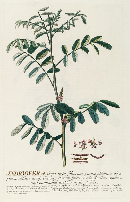 Indigofera by Georg Dionysius Ehret, 1750-1773 — digital art print download