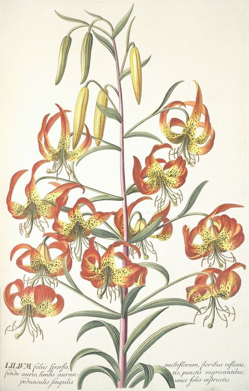 Lilium by Georg Dionysius Ehret, 1750-1773 — digital art print download