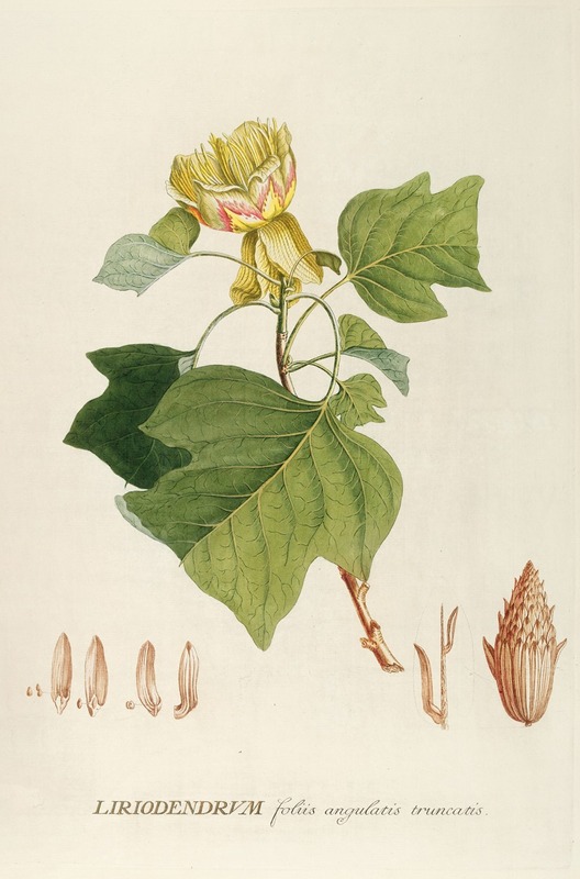 Liriodendrum by Georg Dionysius Ehret, 1750-1773 — digital art print download
