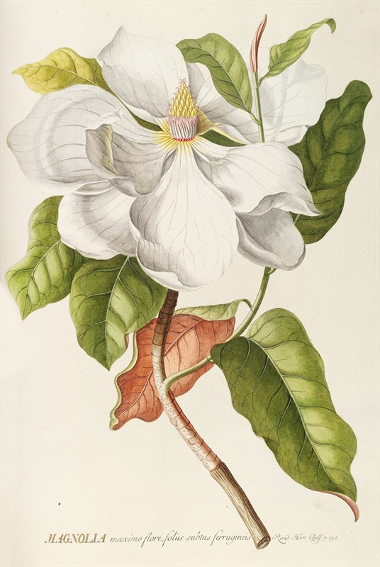 Magnolia II by Georg Dionysius Ehret, 1750-1773 — digital art print download