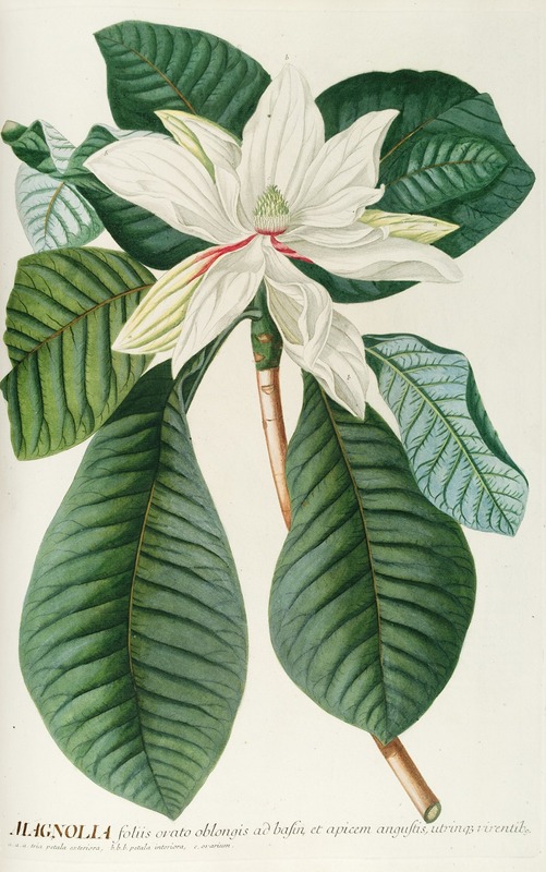 Magnolia III by Georg Dionysius Ehret, 1750-1773 — digital art print download
