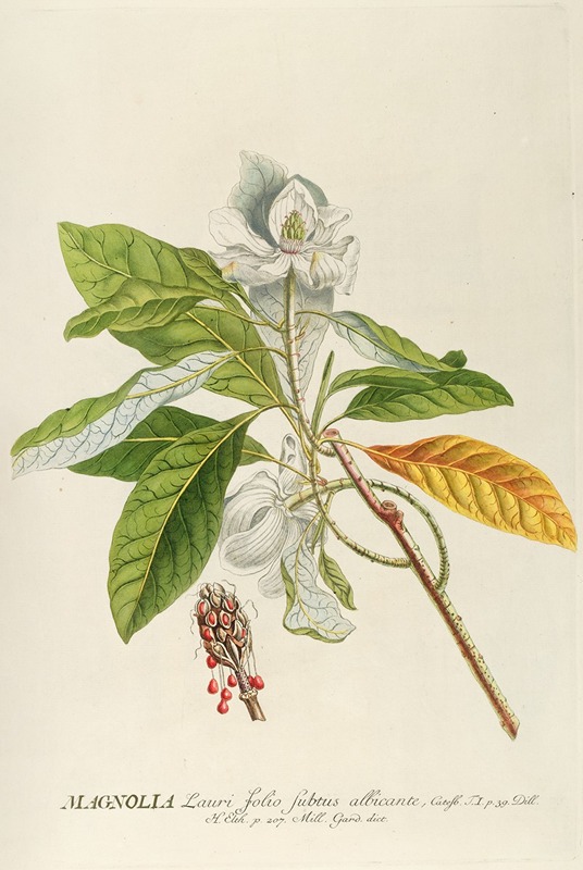 Magnolia by Georg Dionysius Ehret, 1750-1773 — digital art print download