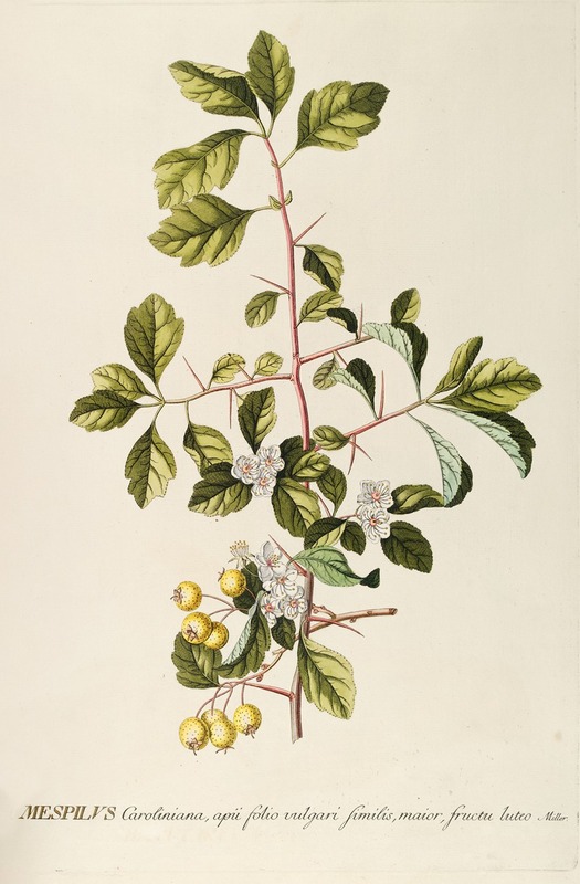 Mespilus by Georg Dionysius Ehret, 1750-1773 — digital art print download