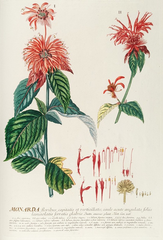 Monarda by Georg Dionysius Ehret, 1750-1773 — digital art print download