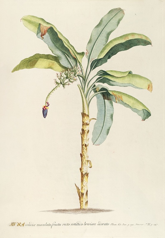 Musa II by Georg Dionysius Ehret, 1750-1773 — digital art print download