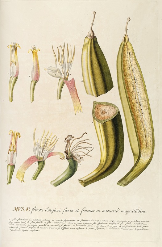 Musae II by Georg Dionysius Ehret, 1750-1773 — digital art print download