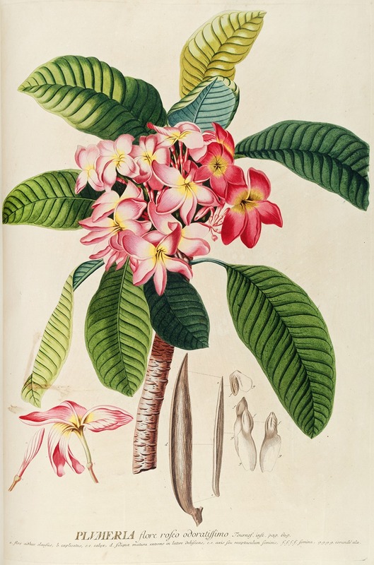 Plumeria by Georg Dionysius Ehret, 1750-1773 — digital art print download
