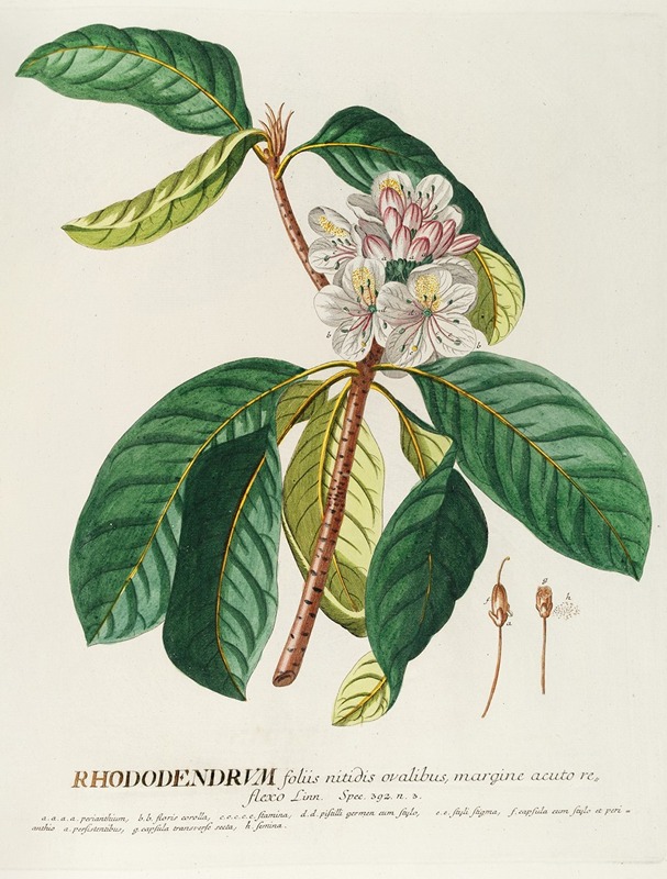 Rhododendrum by Georg Dionysius Ehret, 1750-1773 — digital art print download