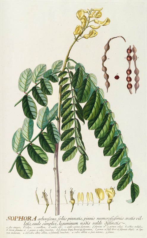 Sophora by Georg Dionysius Ehret, 1750-1773 — digital art print download
