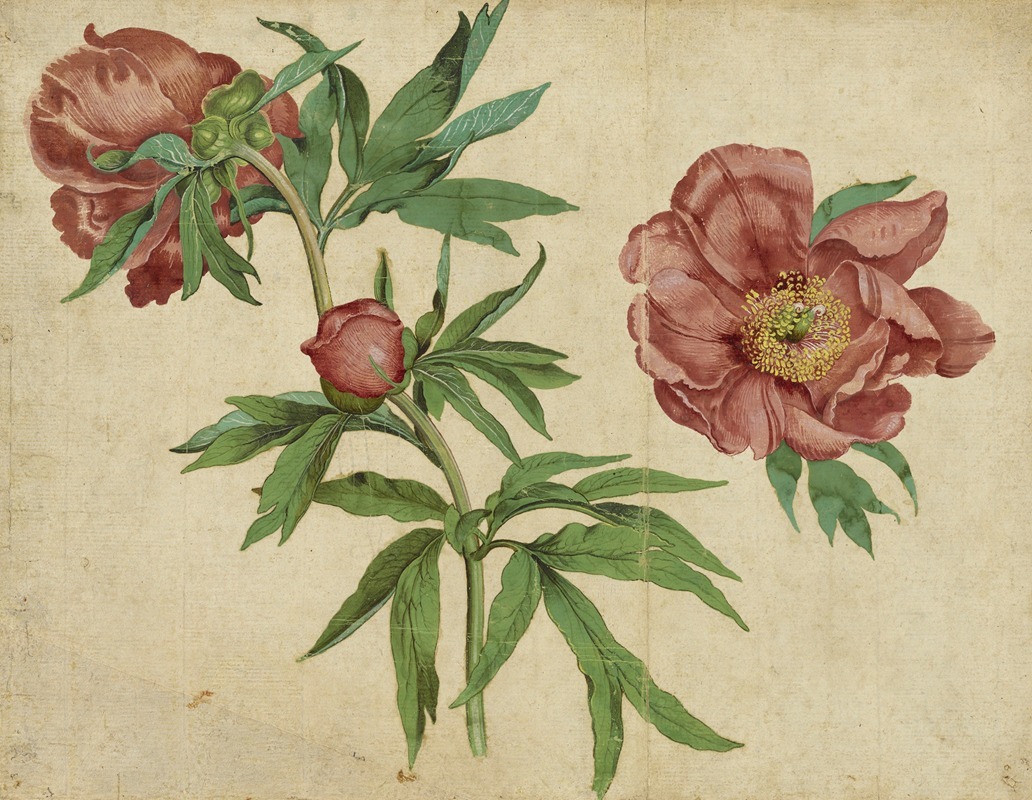 Studies of Peonies by Martin Schongauer — digital art print download