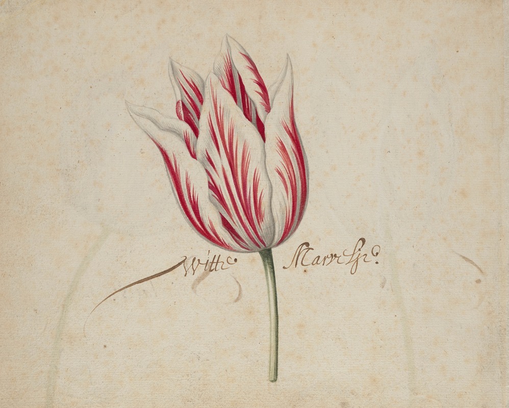 One Tulip by Аноним — digital art print download