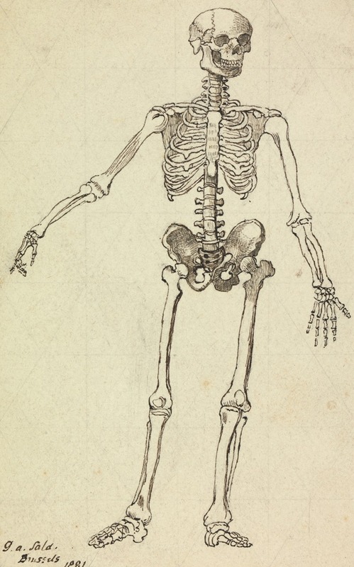 Drawing of a Skeleton by George Augustus Sala, 1881 — digital art print download