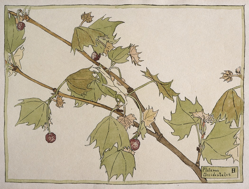 Platanus Occidentalis (Sycamore) by Ханна Боргер Овербек — digital art print download