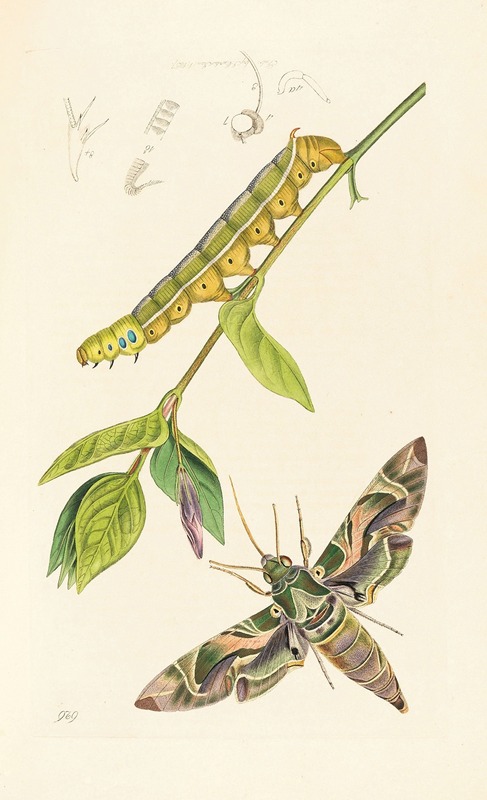 British Entomology by John Curtis, 1824-1840 — digital art print download