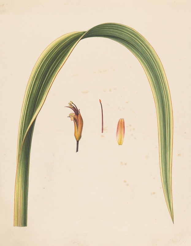 Studie van een blad en een bloem — Abraham Jacobus Wendel