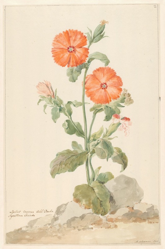 Oranje koekoeksbloem in landschap — Aert Schouman