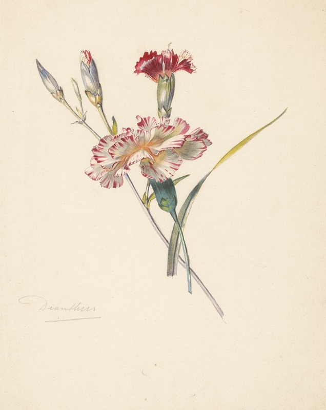 Studieblad met Anjers by Albertus Steenbergen, 1824 - 1900 — digital art print download
