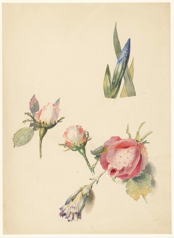 Studieblad met drie rozen en een iris by Albertus Steenbergen, 1824 - 1900 — digital art print download