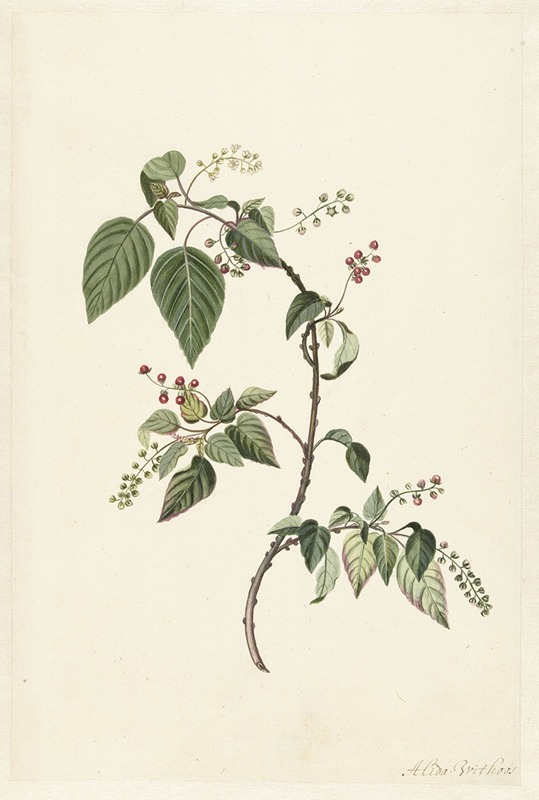 Branch of a Redcurrant by Alida Withoos, 1670 - 1715 — digital art print download