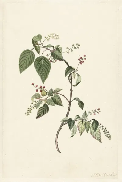 Branch of a Redcurrant by Alida Withoos, 1670 - 1715 — digital art print download