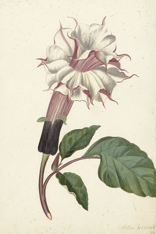 Plant Datura Fastuosa Lin. — Alida Withoos