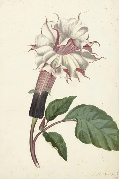 Plant Datura Fastuosa Lin. by Alida Withoos, 1670 - 1715 — digital art print download